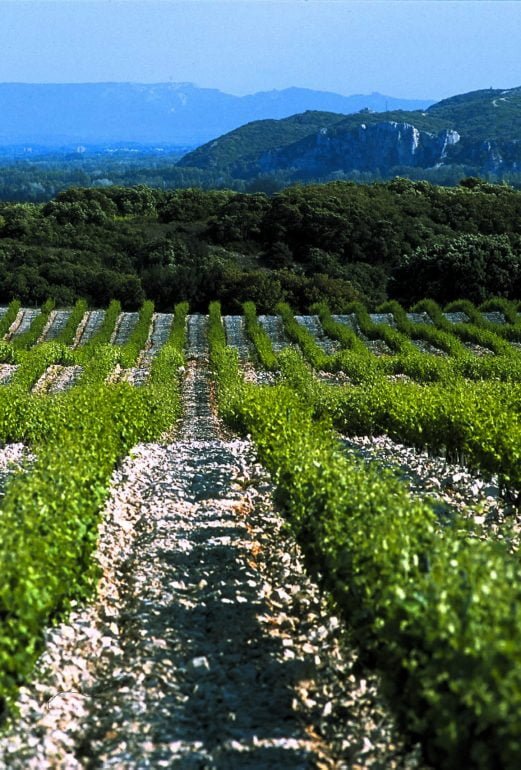 Jerome Quiot vineyards