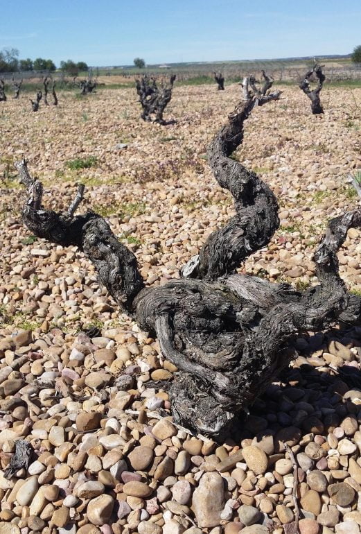 Finca Musemin tarhoilla on vanhat viiniköynnökset Cigalesin alueella Espanjassa