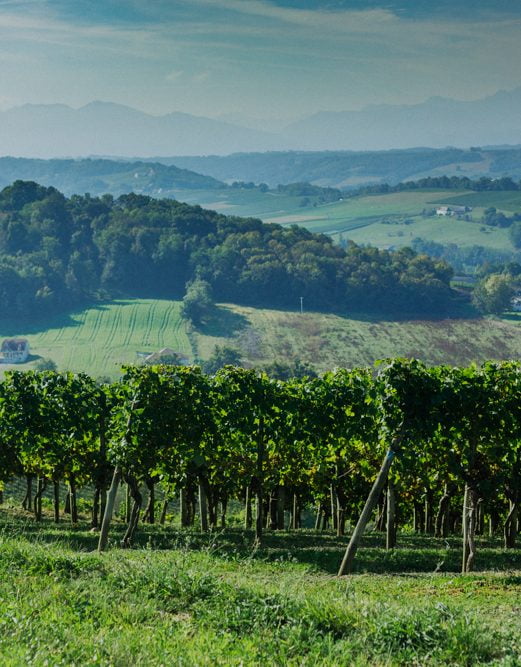 Lionel Osmin Vineyards