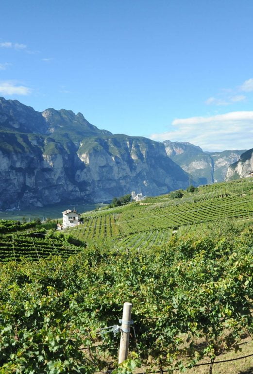 Mezzacorona dolomiitit