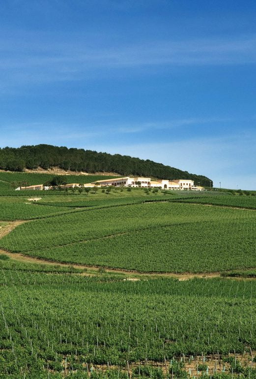 stemmari vineyard