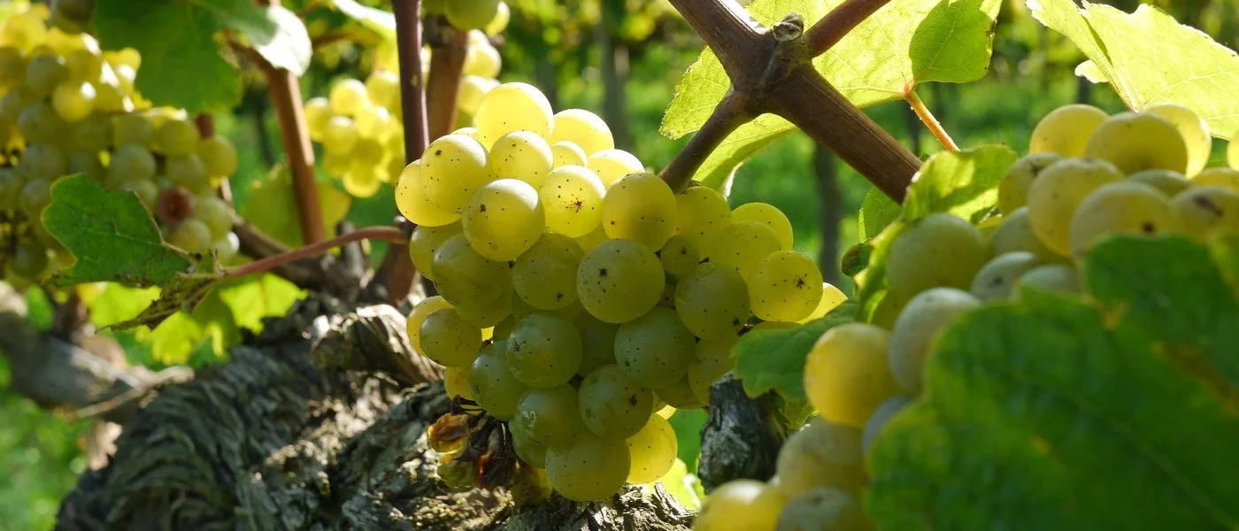 Riesling-viikot
